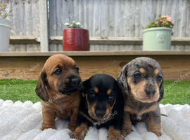 Miniature dachshund puppies for sale - ready after September 30th