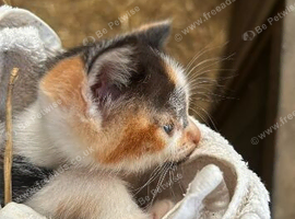 6 kittens available