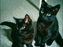 Mixed British shorthair kittens