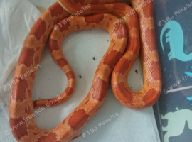 3 corn snakes for sale