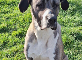 Beautiful Male Bully Kutta x Turkish Kangal x Alabai