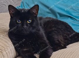 Black Cat for sale