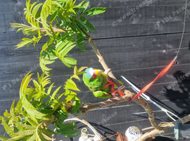 White nose amazon parrot