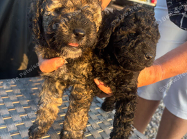 Cockapoo puppies for sale