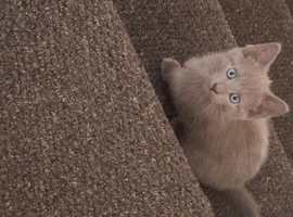 Beautiful Russian blue x british shorthair kittens