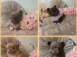 Xx stunning chihuahua longcoat puppies Xx