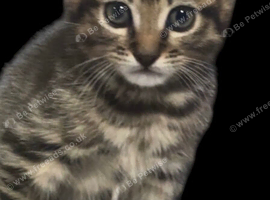 Kitten