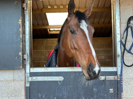 DOLLY AKA DIAMOND MEMORIES TB MARE