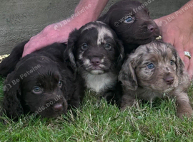 Cocker spaniel puppies