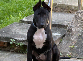Black Female EnglishBull Terrier