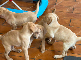 Labrador pups