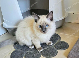 Handsome homebred little boy