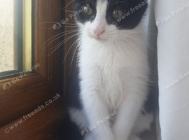 Kitten