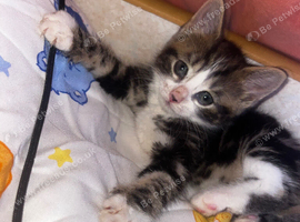 Bean is in need for a loving home