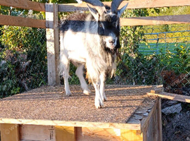Pigmy billy goat