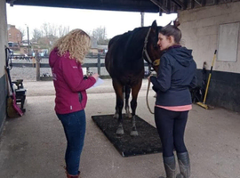 Horse weighing Platform