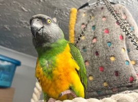 Rocky the Senegal parrot