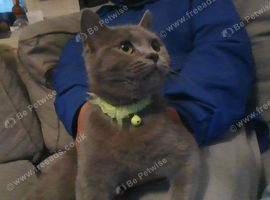 &pound;300 british shorthair girl