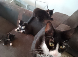 Male and female kittens for sale