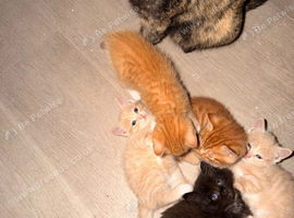 5 beautiful kittens