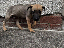 Male puppy