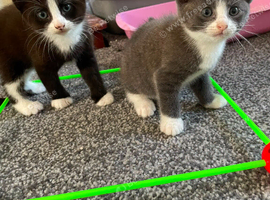 Ragdoll cross russian blue kittens