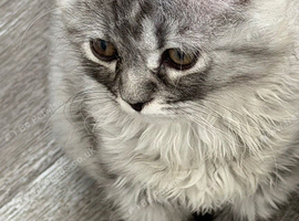 Chinchilla Persian Kitten