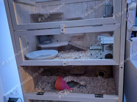 Gerbils cage and accessories