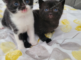 Britsh  kittens