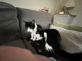 2 month old kittens for sale