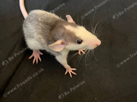 4 males rats 8 weeks old