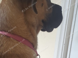 Re homing a boxer cross