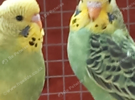 2 10 week old budgies almost positive there both hens