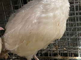 White jumbo quails