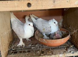 Classic Old Frill - Breeding pair