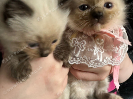 Ragdoll kittens