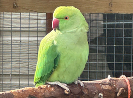 irn for sale- needs an aviary