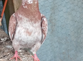 Mixed pidgeons