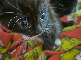 3 beautiful male kittens