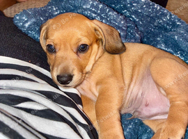 Beautiful red/light red dachshund boys