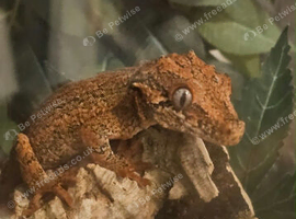 Gargoyle Gecko
