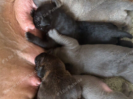 cane corso x pocket bully