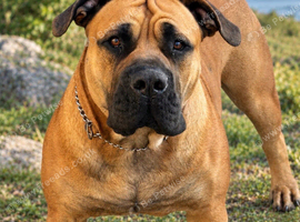 Boerboel Puppies