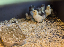 Bantam chicks for sale
