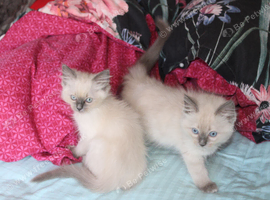 Ragdoll kittens
