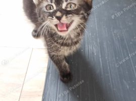 Bengal x Norwegian Forrest kittens