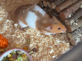Female hamster