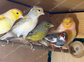Canary's