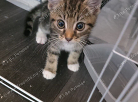 3 female kittens