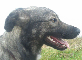 Beautiful Mixed Breed Female Dog Looking for Forever Home